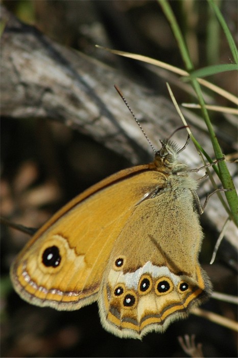 Coenonympha dorus